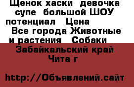 Щенок хаски, девочка супе, большой ШОУ потенциал › Цена ­ 50 000 - Все города Животные и растения » Собаки   . Забайкальский край,Чита г.